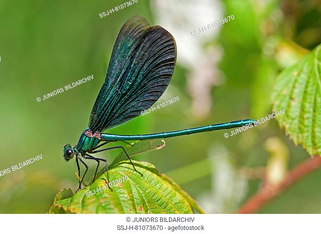 Beautiful Demoiselle, Bluewings (Calopteryx virgo). Adult male resting on a leaf. Germany