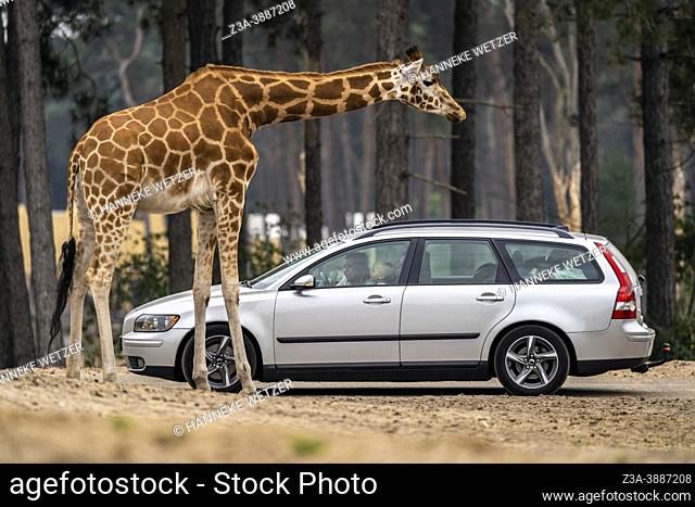People looking at a giraffe from their car at a zoo safari
