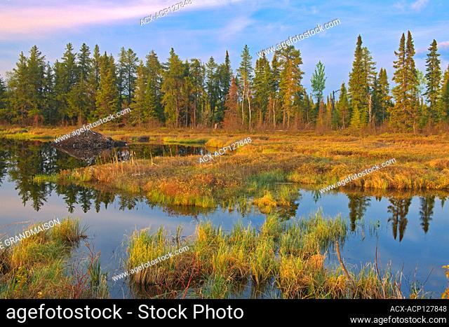 Wetland in autumn Pakwash Provincial Park Ontario Canada
