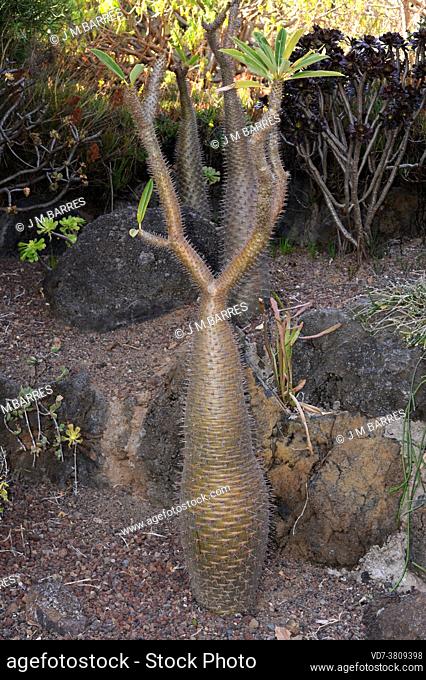 Bottle-shaped tree (Pachypodium geayi) is a spiny tree native to dry regions of Madagascar