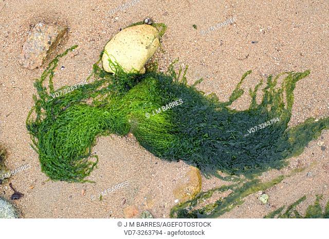 Enteromorpha intestinalis or Ulva intestinalis is a green alga