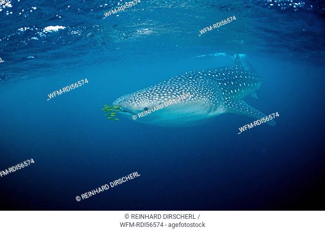 Whale Shark with Pilotfishes, Rhincodon thypus, Indian Ocean, Meemu Atoll, Maldives