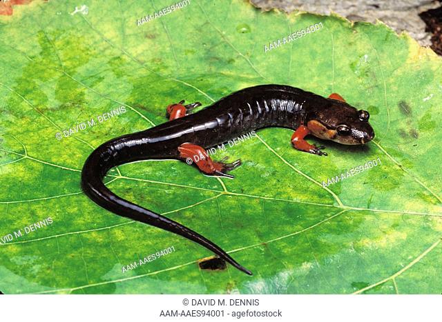 Dusky Salamander (Desmognathus ocoee), Macon Co., NC, North Carolina