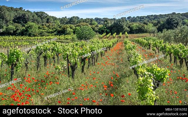 Vineyard and poppies at Vinassan in spring