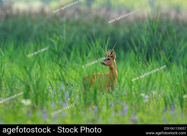 Roe deer, capreolus capreolus, buck standing in tall grass in summer nature. Roebuck observing on growing meadow. Antlered mammal looking on glade with...