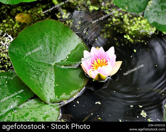 Nymphaea (water lily). Sommergrün, junge Pflanlnzen und Blumen im Garten; nature in summer, young green leaves and flowers