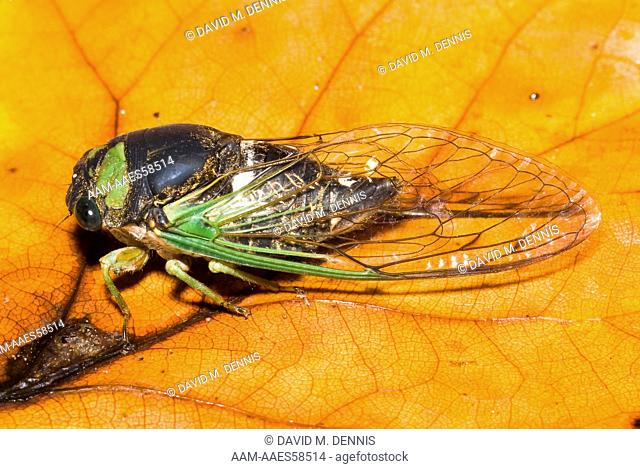Cicada, Elkmont Campgrounds, GSMNP, TN