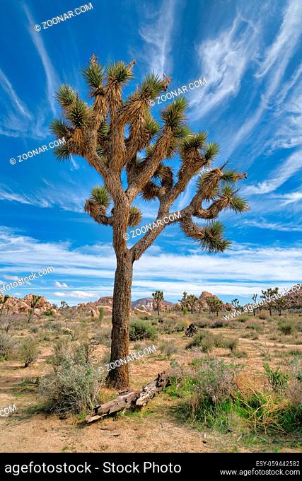 Tall grown Joshu tree at Joshua Tree National Park against blue sky and clouds. The tree also called palm tree yuccas are a native in the mojave desert of...