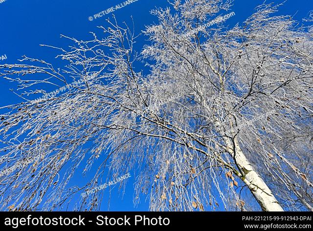15 December 2022, Brandenburg, Storkow: Covered with hoarfrost are the branches of a birch tree against the blue sky. Photo: Patrick Pleul/dpa