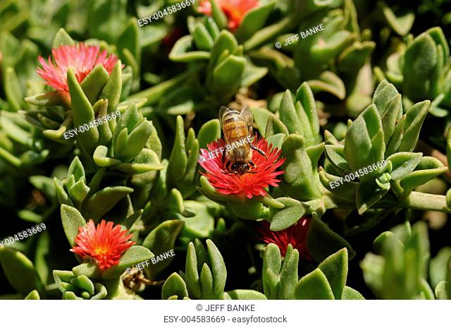 worker Bee gathering nectar from ice plant flower