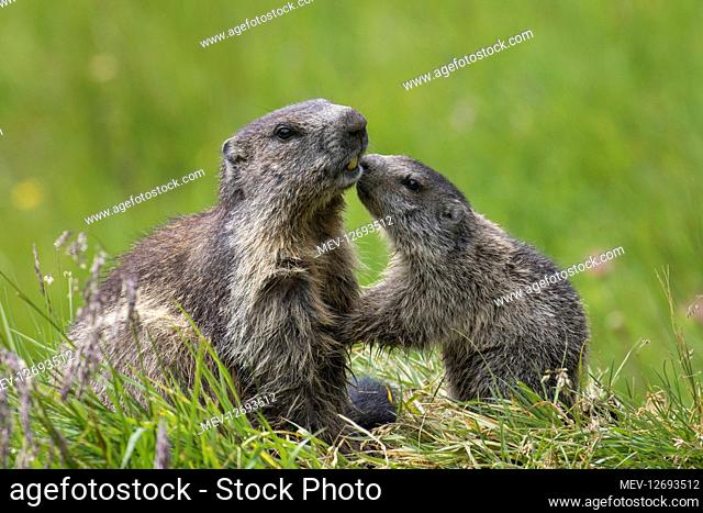 Alpine Marmot - adult and young marmot playing - Hohe Tauern National Park, Austria