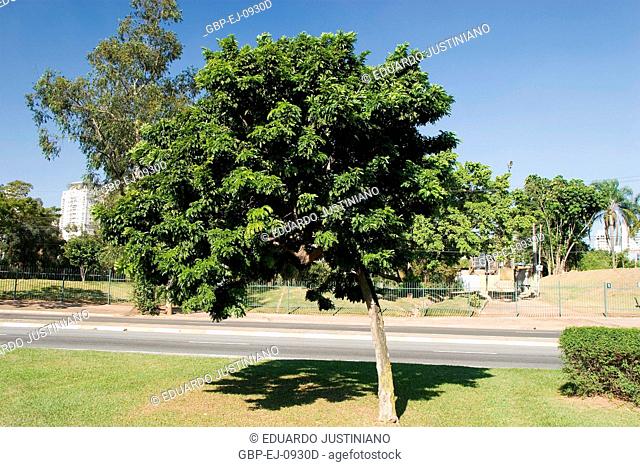 Brazilwood (Caesalpinia echinata), Brazil
