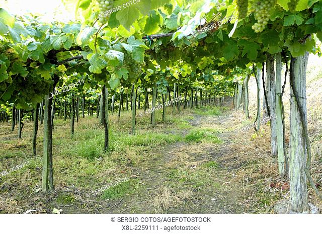 Txakoli vineyards in Guetaria, Basque Country, Spain, Guipuzcoa