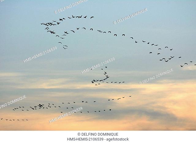 France, Marne, Giffaumont, Great formation flying cormorants (Phalacrocorax carbo) at sunset