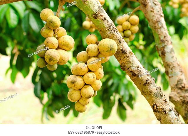 Wollongong growing on tree (Lansium domesticum)