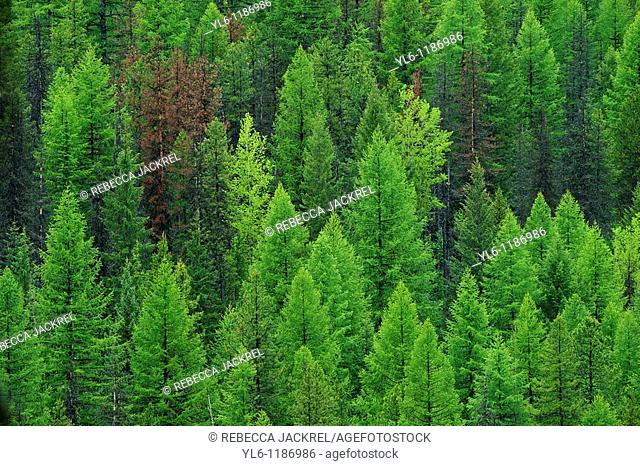 North America, United States, Montana, Glacier National park  Conifer forest