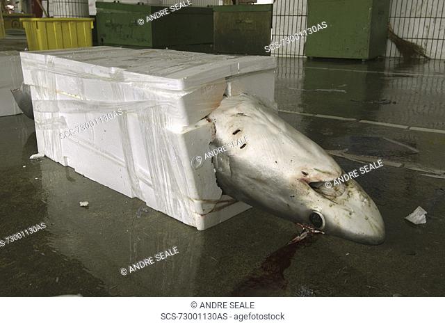 Thresher shark packed for shipment, Alopias sp , Nanfang'ao fish market, Suao, Taipei, Taiwan Republic of China