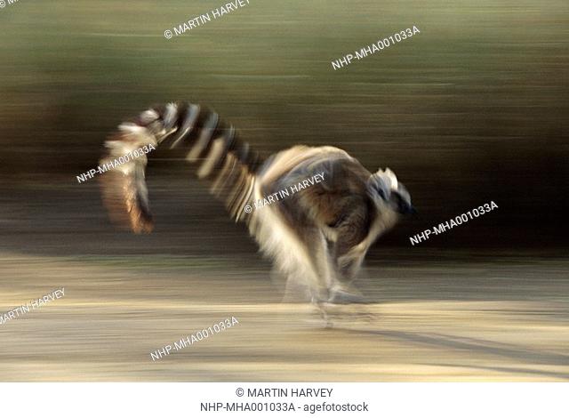 RING-TAILED LEMUR running Lemur catta Southern Madagascar