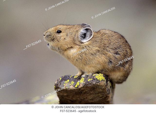 Pika (Ochotona princeps). Colorado. Inhabits talus slopes and rock slides usually near timberline and high mountains. Lives in colonies