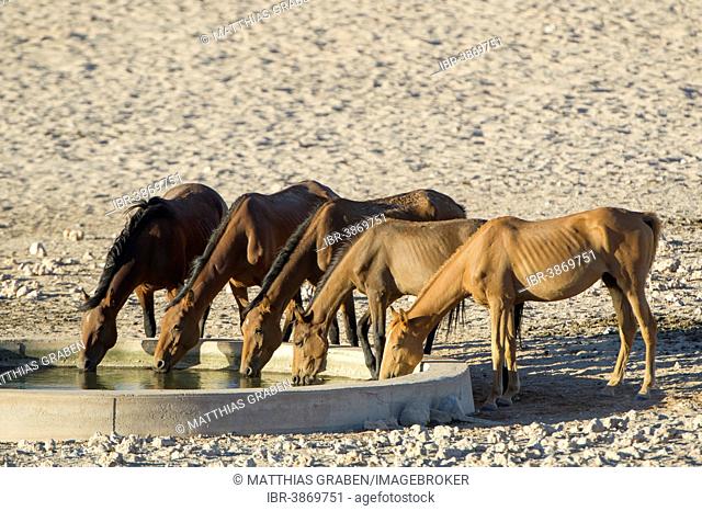 Wild horses at a watering pool in the Namib Desert, descendants of horses of the German colonial protection force in German South-West Africa, Garub, ?Karas