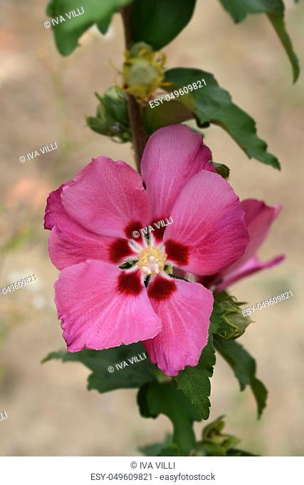 Rose Of Sharon Woodbridge - Latin name - Hibiscus syriacus Woodbridge