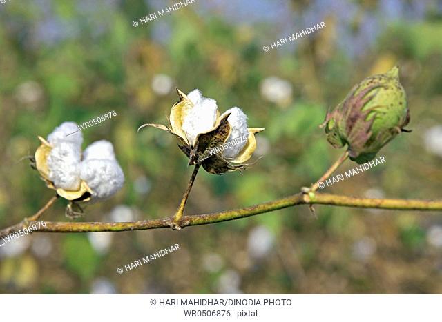 White cotton gossypium arboreum in field , Nanded , Maharashtra , India