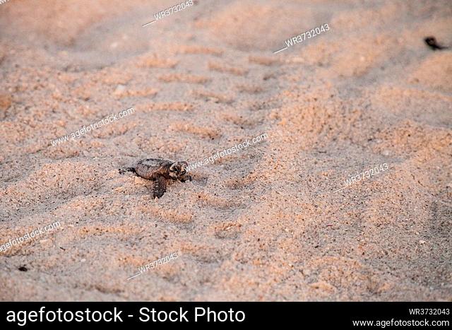 Hatchling baby loggerhead sea turtles Caretta caretta climb out of their nest and make their way to the ocean at dusk on Clam Pass Beach in Naples, Florida