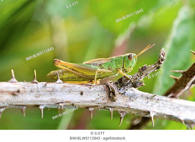 common meadow grasshopper Chorthippus parallelus, sitting on a twig