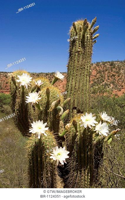 Blooming candelabra cactus, Cuesta de Miranda, La Rioja Province, Argentina