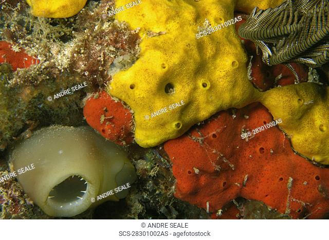 Ascidian next to yellow and red encrusting sponges, West Escarceo, Puerto Galera, Mindoro, Philippines