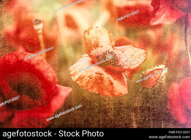 Poppy, Papaveraceae, Creative image of poppies in a field in Watchfield, near Swindon, Wiltshire