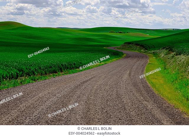 Gracefully curving rural road and green wheat fields near Pullman, Whitman County, Washington, USA