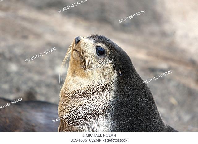 Sub-Antarctic fur seal Arctocephalus tropicalis on Nightingale Island in the Tristan da Cunha Island Group in the southern Atlantic Ocean Note the lighter face...