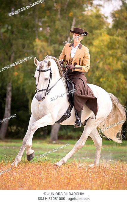 Pure Spanish Horse, PRE, Cartusian Andalusian Horse. Rider in traditional dress on a gray stallion in a gallop. Germany