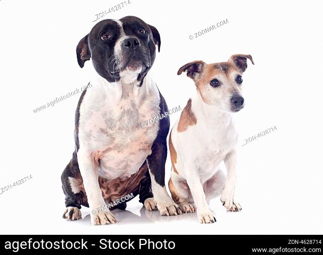 portrait of a staffordshire bull terrier and jack russel terrier in front of white background
