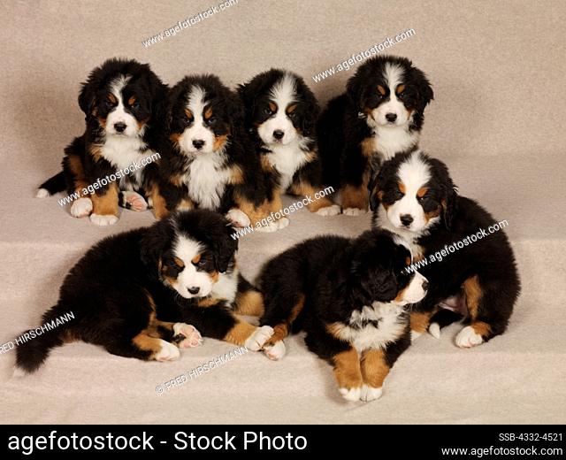 Bernese Mountain Dogs, AKC, seven 7-week-old puppies photographed at Fred and Randi's Studio and owned by Tracy Corneliussen of Wasilla, Alaska. PR