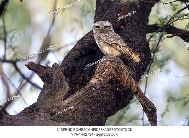 Spotted Owlet Athene brama sitting on tree, Keoladeo National Park, India