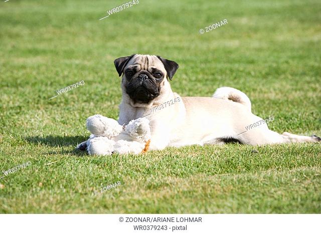 Pug on a meadow