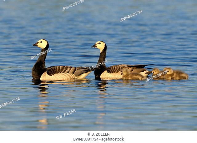 barnacle goose (Branta leucopsis), couple with chicks on a lake, Sweden