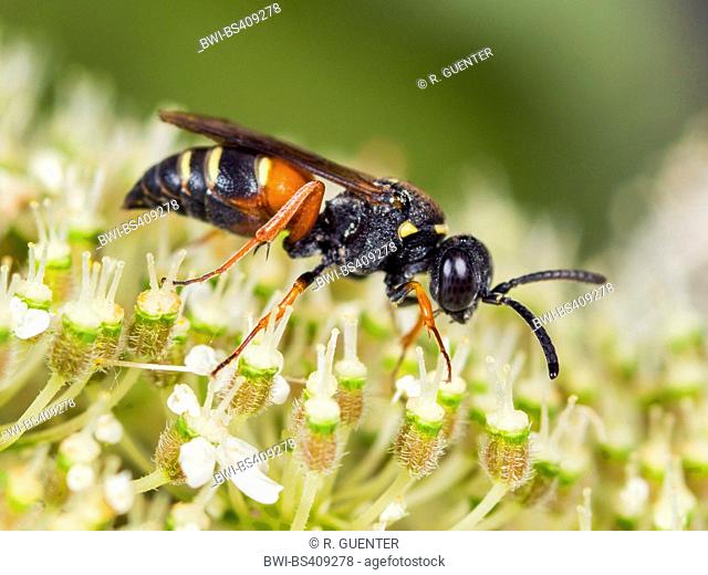 digger wasp (Nysson maculosus), Female foraging on Wild Carrot (Daucus carota), Germany