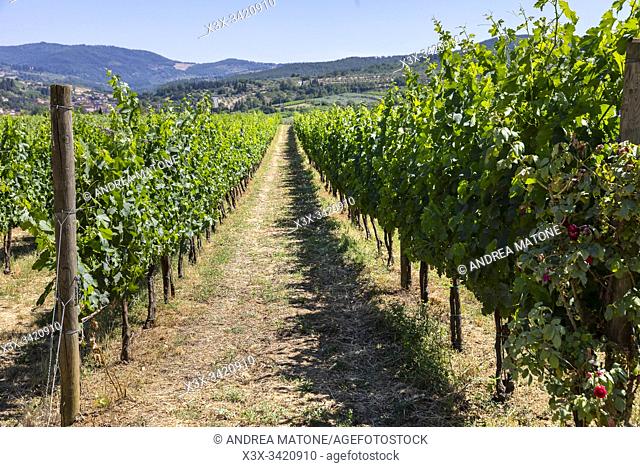 Tuscan vineyard, Greve in Chianti, Tuscany, Italy