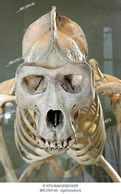 Skull and skeleton of an orang-utan, museum of natural history, castle Rosenstein, Baden-Wuerttemberg, Germany