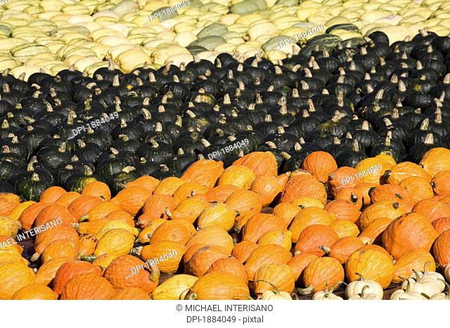 various colored squash and pumpkins in groups on the ground, innisfail, alberta, canada