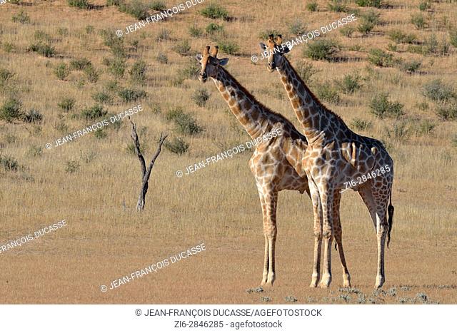 South African giraffes (Giraffa camelopardalis giraffa), two bulls in fighting position, Kgalagadi Transfrontier Park, Northern Cape, South Africa, Africa