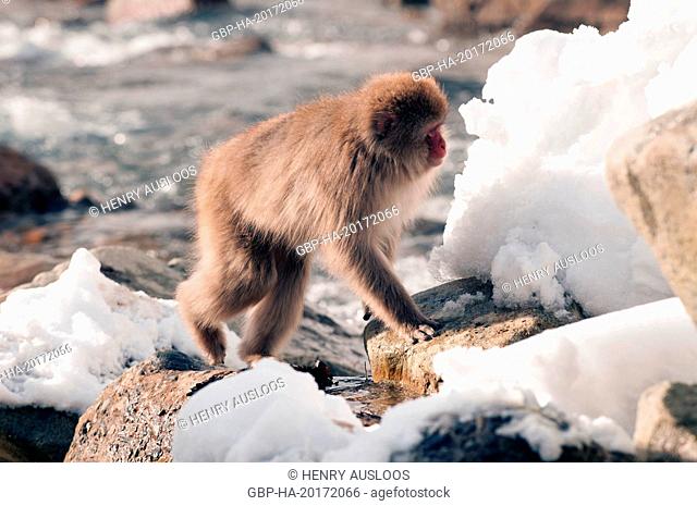 Japanese macaque or snow japanese monkey , river (Macaca fuscata), Japan