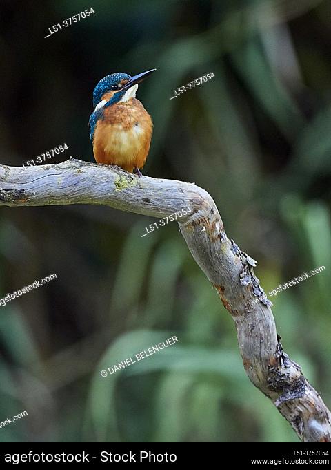 Kingfisher (Alcedo Atthis) perching on a pond, Villahermosa river, Ludiente, Castellón, Spain