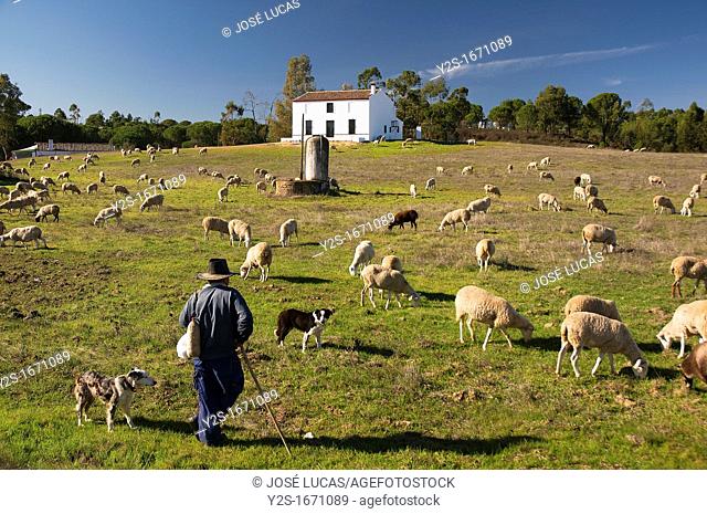 Sheeps and shepherd, Beas, Huelva-province, Spain