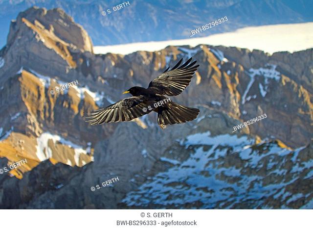 alpine chough (Pyrrhocorax graculus), flying in the high mountains, Switzerland, Sankt Gallen, Saentis