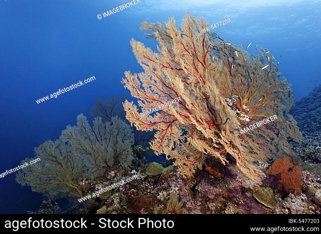 Reef drop-off with large Melithaea gorgonians (Melithaea sp.), Pacific, Sulu Lake, Tubbataha Reef National Marine Park, Palawan Province, Philippines, Asia