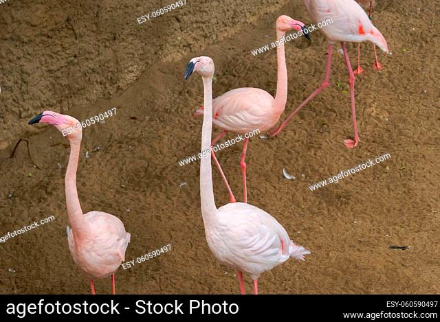 group of pink flamingos in the sand of a lake